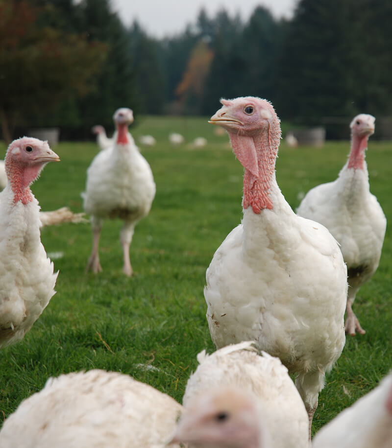 Free-range turkeys.