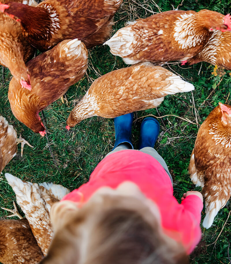 Child around chickens.