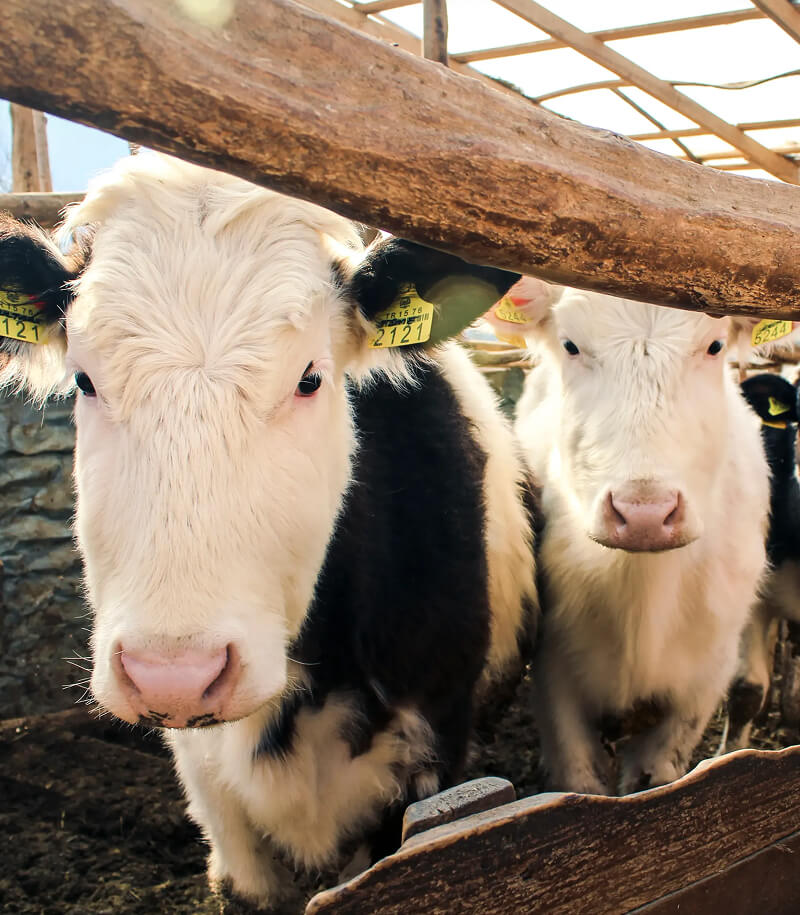 Cows in stall.