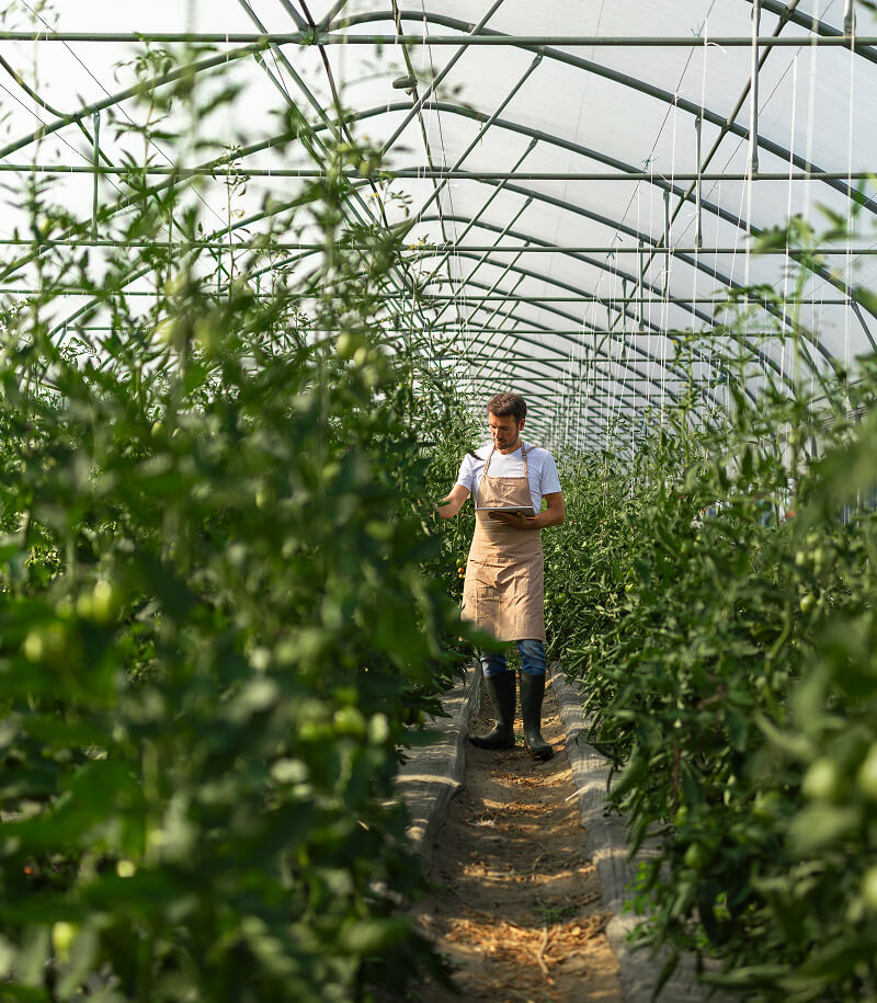 Man working in greenhouse.