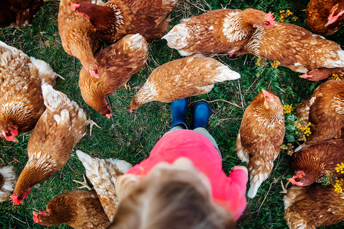 Child around chickens.