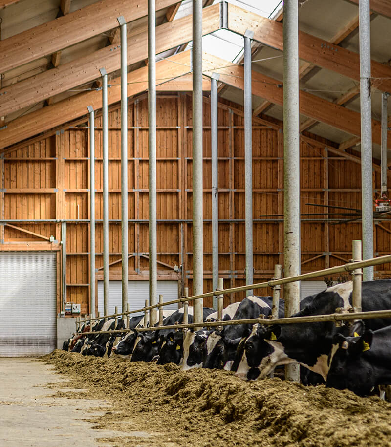 Cattle feeding.