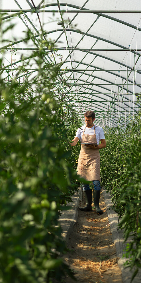 Man working in greenhouse.