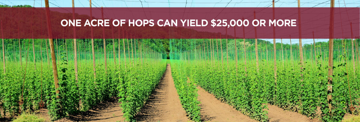 One acre of hops can yield $25,000 or more