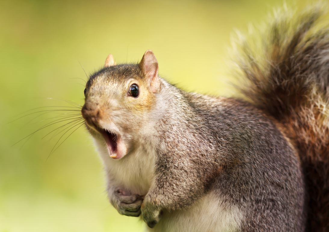Photo of squirrel with mouth open looking surprised