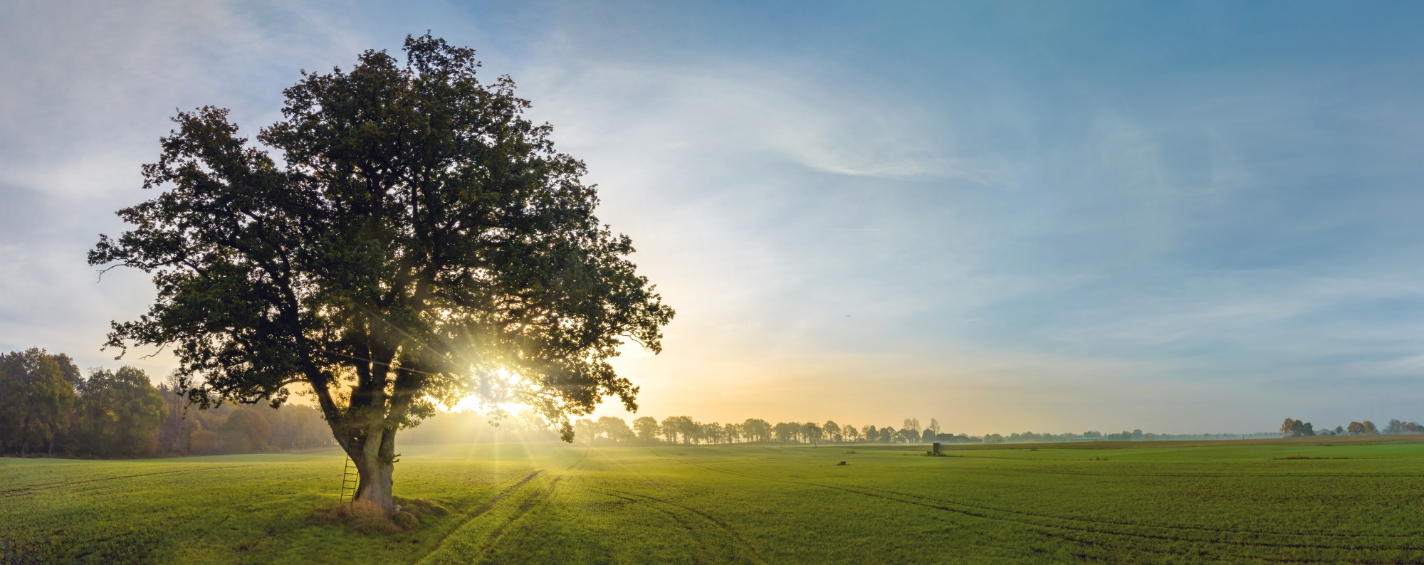 Growing tree in sunlight